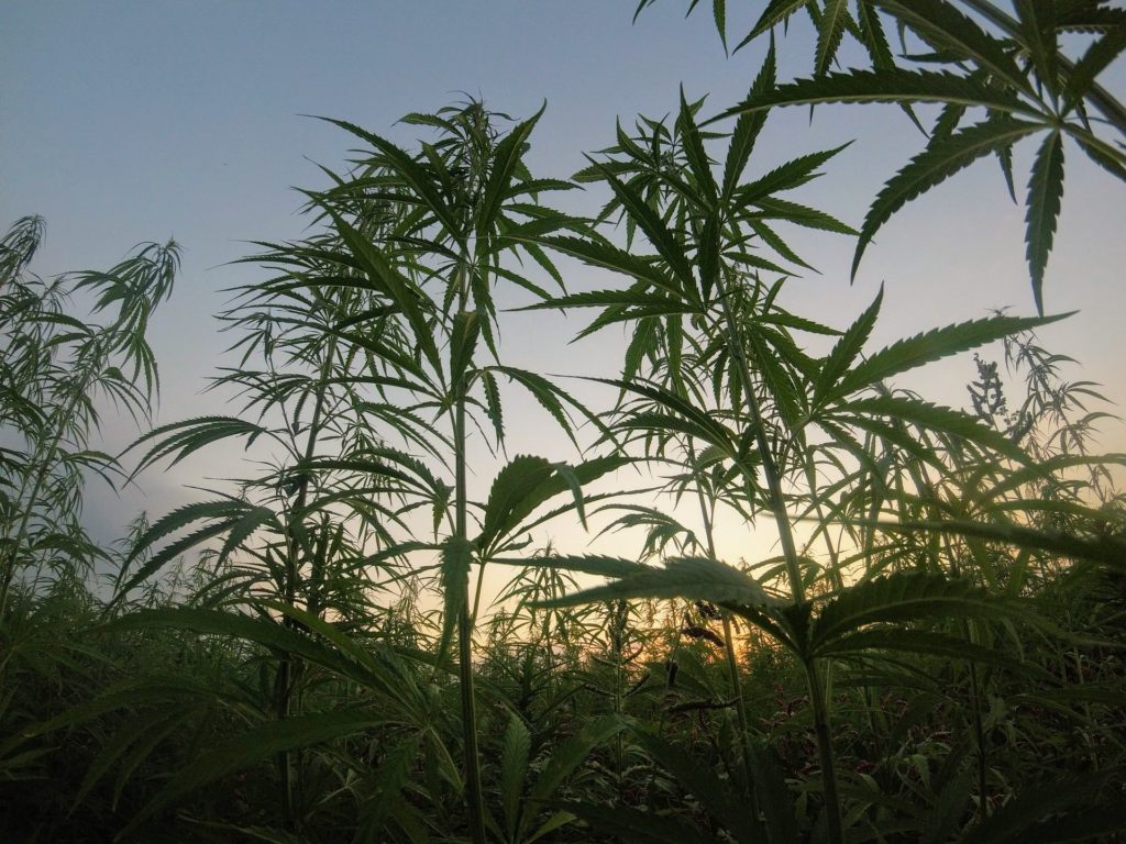 The Environmental Impact of Marijuana