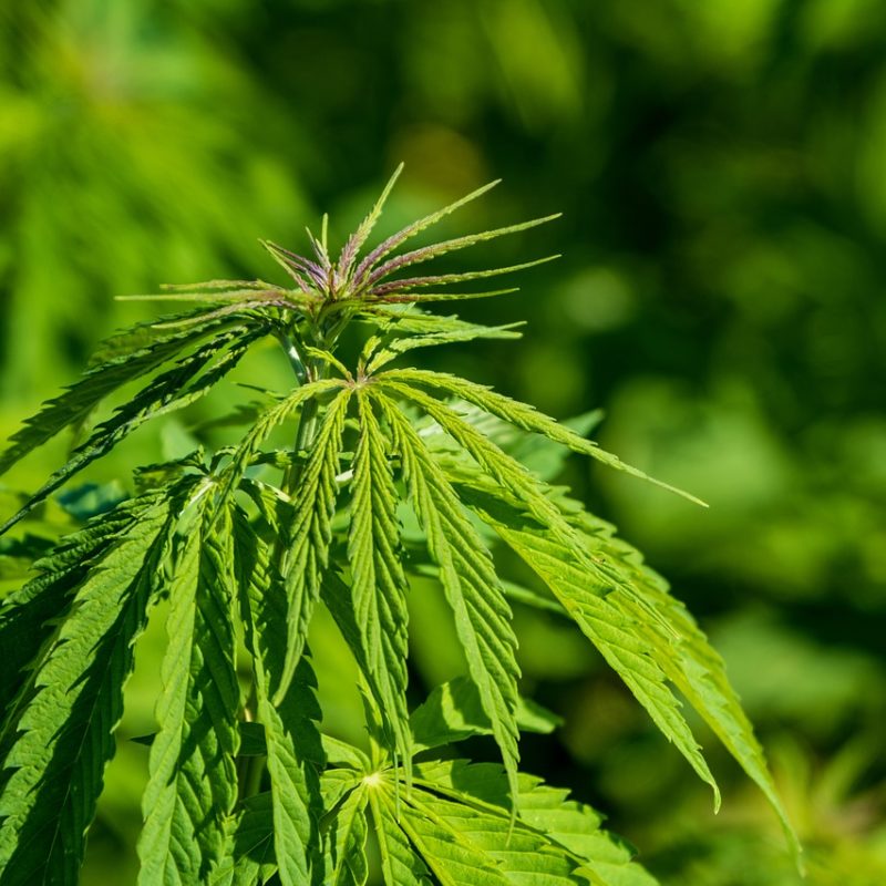 Common Hemp Myths Debunked